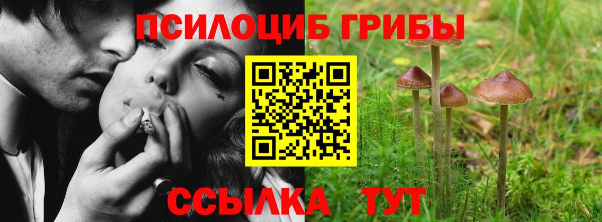 Сухой Лог  где можно купить наркотик  Вход с VPN  Псилоцибиновые грибы Cubensis 